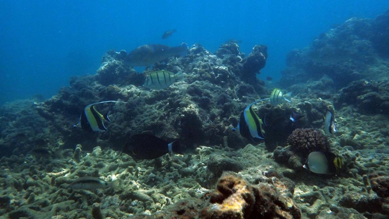 Sand Dollar House, Hiriketiya 迪克韦勒 外观 照片